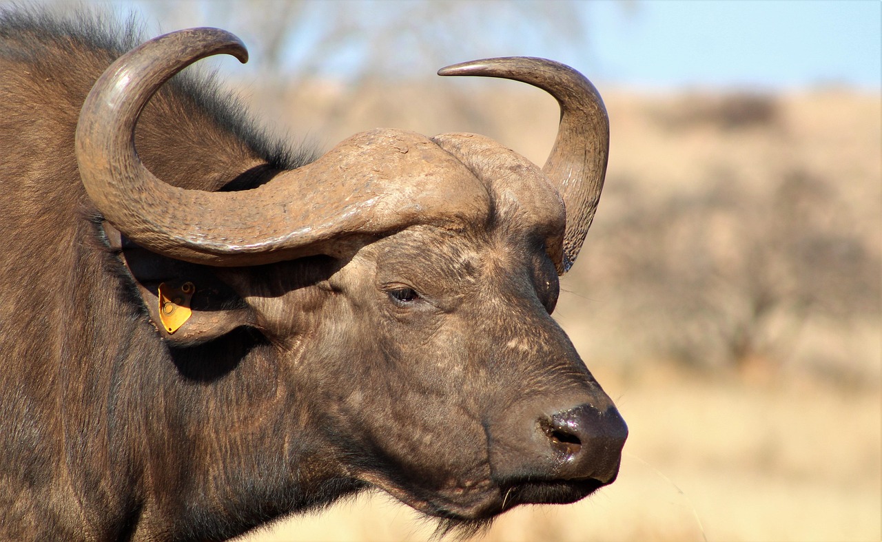5 day lodge safari in ngorongoro crater